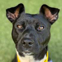 Thumbnail photo of Blizzard #2