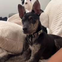 Thumbnail photo of Bando #4