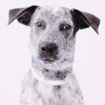 Thumbnail photo of CK Amos #2