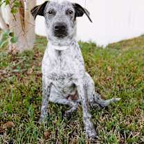 Thumbnail photo of CK Amos #3