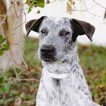 Thumbnail photo of CK Amos #4