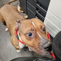 Thumbnail photo of Chelsea #2