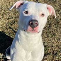 Thumbnail photo of Dozer #2