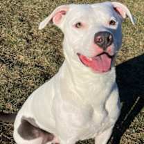 Thumbnail photo of Dozer #3