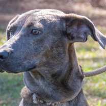 Thumbnail photo of Liberty CNTY-364 #1