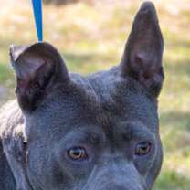 Thumbnail photo of Blake- CNTY 332 #1