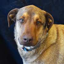 Thumbnail photo of Haze (Hazel) #3