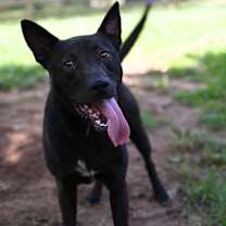 Thumbnail photo of Fetch #1