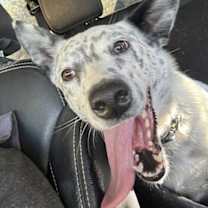 Thumbnail photo of Hank #1