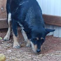 Thumbnail photo of Tamarisk #3