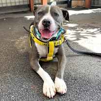 Thumbnail photo of Pearl #1