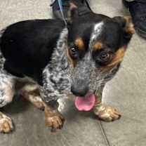 adopt-pet