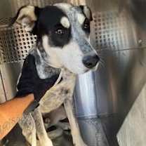 adopt-pet