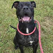 Thumbnail photo of Cyrus #1