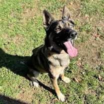 Thumbnail photo of Bear #1