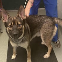 Thumbnail photo of Bear #2