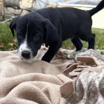 Thumbnail photo of (di) Cedar #2