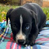 Thumbnail photo of (di) Moss #2