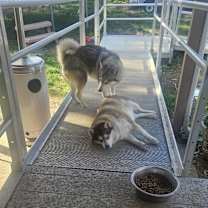 Thumbnail photo of POMSKYS #1