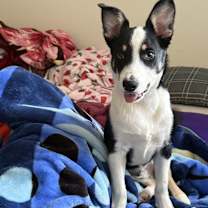 Thumbnail photo of Ryder #1