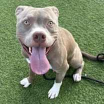 adopt-pet