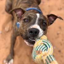 Thumbnail photo of Brahms #3