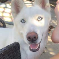 Thumbnail photo of Yeti #1