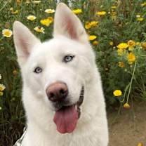 Thumbnail photo of Yeti #2