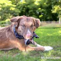 Thumbnail photo of Michelangelo. #1