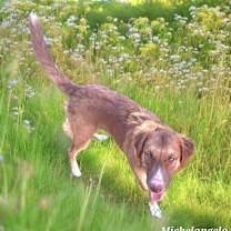 Thumbnail photo of Michelangelo. #3