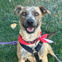 Thumbnail photo of Christenze #1