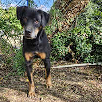 Thumbnail photo of Loki #4