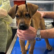 adopt-pet