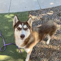 adopt-pet