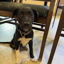 Thumbnail photo of Teddy #1