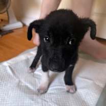 Thumbnail photo of Teddy #2