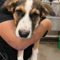 adopt-pet