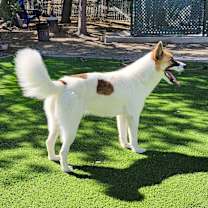 Thumbnail photo of Opal #3