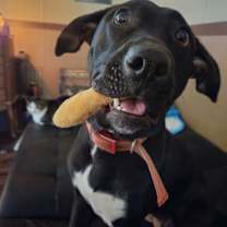 Thumbnail photo of Boop #1