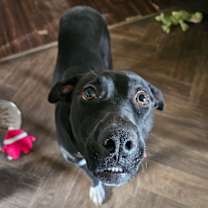 Thumbnail photo of Boop #4