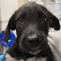 adopt-pet