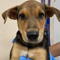 adopt-pet