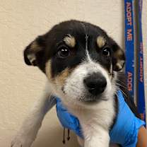adopt-pet