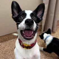 adopt-pet