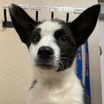 adopt-pet