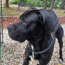 Thumbnail photo of Cane (Billy Black) #2