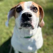 adopt-pet