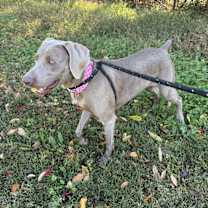 Thumbnail photo of Zeva #2