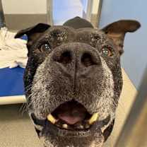 adopt-pet