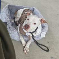 adopt-pet